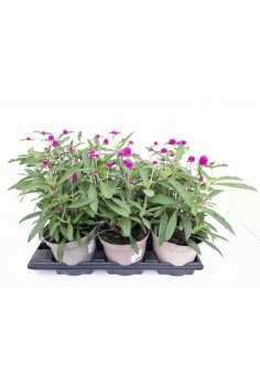 GOMPHREMA GLOBOSA PING PONG...