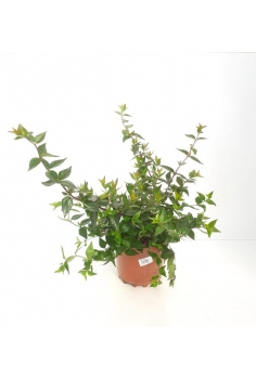 ABELIA FLORIBUNDA 3L (alt:...