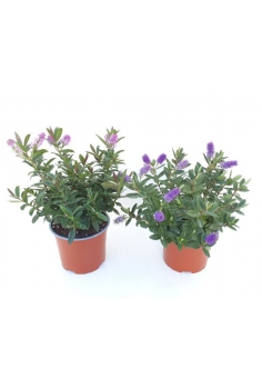 HEBE VERDE 3L (35cm)...