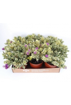 HEBE MATIZADO 3L (alt:...