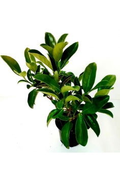 VIBURNUM LUCIDUM C-14 (alt:...