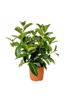 VIBURNUM LUCIDUM 3L (alt:...