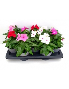CATHARANTHUS ROSEAUS MIX...