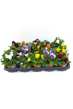 VIOLA CORNUTA MIX C-11...