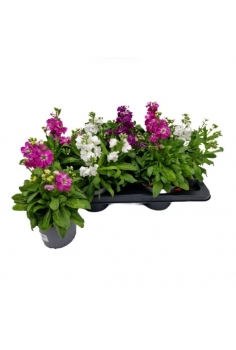 VIOLER MIX C-13 (alt: 25cm)...