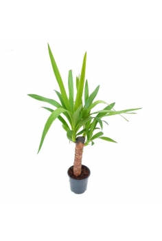 YUCCA C-13 (alt: 50cm)...