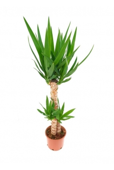 YUCCA C-17 / 2 TRONCOS...