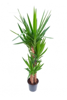 YUCCA C-21 / 3 TRONCOS...