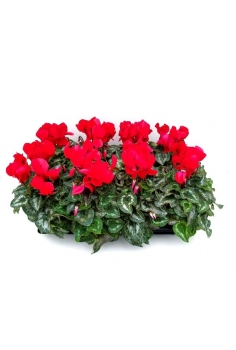CYCLAMEN ROJO C-13 (alt:...