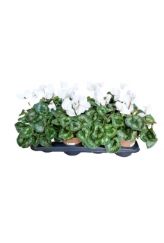CYCLAMEN BLANCO C-13 (alt:...