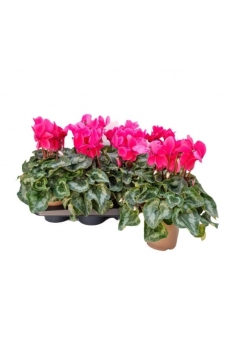 CYCLAMEN FUCSIA C-13 (alt:...
