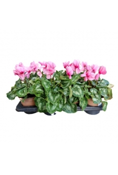CYCLAMEN ROSA C-13 (alt:...