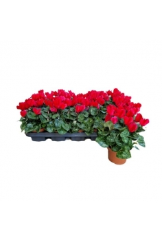 CYCLAMEN MINI ROJO C-11...