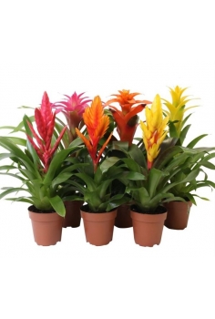BROMELIA MIX C-12 (alt:...