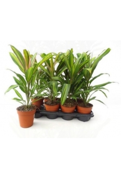 CORDYLINE KIWI C-13 (alt:...