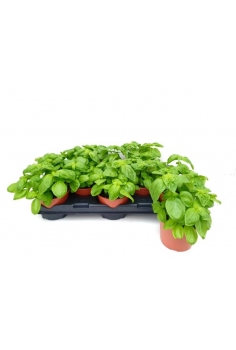 ALBACHA PESTO C-13 (alt:...