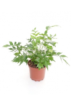 CYRTONIUM FALCAUTUM 3L...