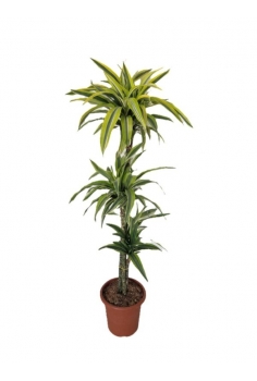 DRACENA LEMON LIME C-21 / 3...