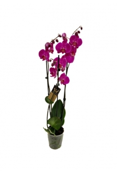PHALAENOPSIS LILA C-12 / (3...