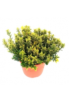 EUONYMUS PUNCHELLUS 5L...