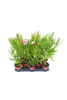 ADELFA MIX C-13 (alt:...