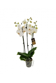 PHALAENOPSIS BLANCO C-12 /...