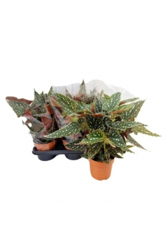 BEGONIA SPECIAL.MAC C-14...