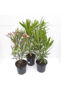 ADELFA MIX 4L (alt:...