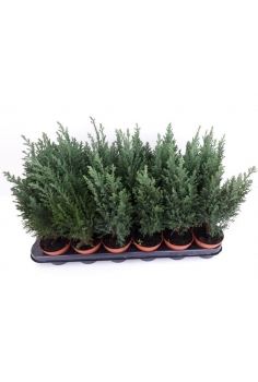 CHAMACEOPARIS ellwodii C-9...