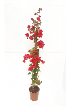 BUGAMBILIA ROJA 3L (alt:...