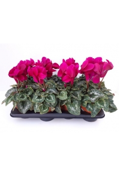 CYCLAMEN LILA C-13 (alt:...