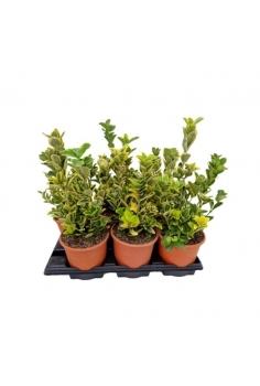 EUONYMUS AUREA 3L (35-45cm)...