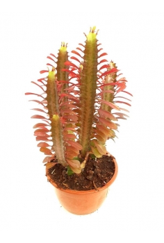 EUPHORBIA TRIGONA C-14...