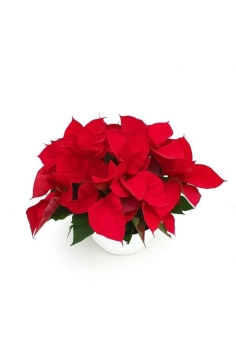 CENTRO POINSETTIAS...