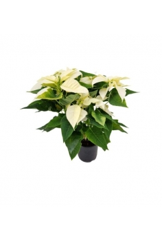 POINSETTIA AUTUMN C-14...