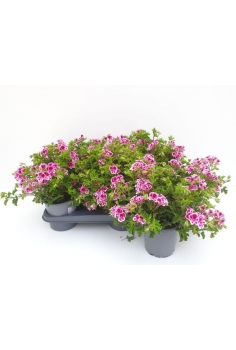 GERANIO RANDY C-13 (alt:...