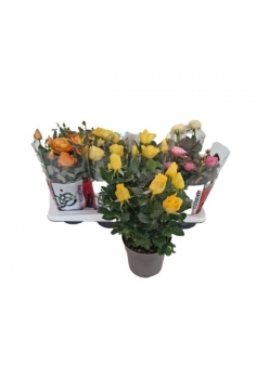 ROSAL MINI MIX C-14 / no...