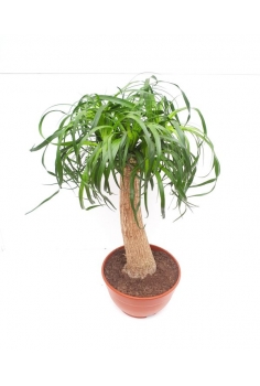 BEAUCARNEA T-6L recurvata...