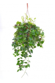 AESCHYNANTHUS C-15 (35cm)...