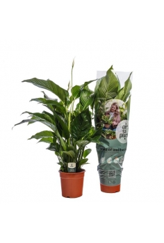 SPATIPHYLLIUM C-24 (alt:...