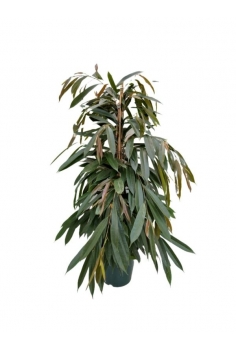 FICUS AMNSTEL C-23 (120cm)...
