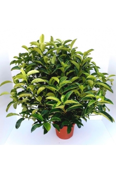 VIBURNUM LUCIDUM 10L (alt:...