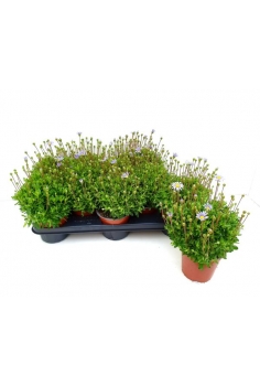 AGATHEA C-13 (alt: 20cm)...