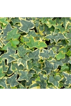 HEDERA MINOR VARIEGATA 2L...