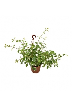 PLECTATUM INCIENSO C-13...