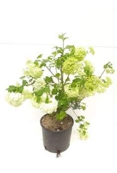 VIBURNUM OPULUS 7.5L (alt:...