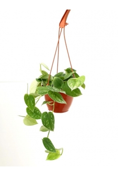 POTHOS PICTUM C-15 (30cm)...