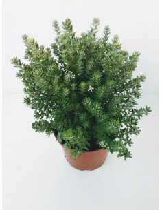 WESTRINGIA 2.5L fruticosa...