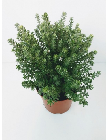 WESTRINGIA 2.5L fruticosa...