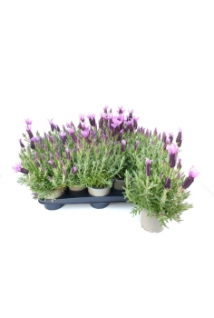 LAVANDULA STOECHAS C-13...